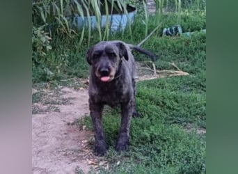 Kormi - liebenswerter Rüde der die Menschen sehr mag