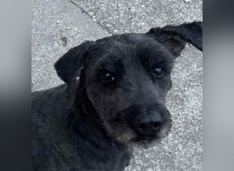 Kormi - liebenswerter Rüde der die Menschen sehr mag