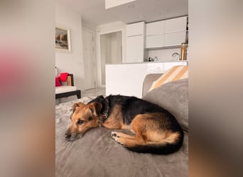 Dandi (Spanien) – leiser kleiner Terrier sucht einfühlsames Zuhause