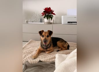 Dandi (Spanien) – leiser kleiner Terrier sucht einfühlsames Zuhause