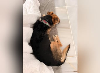 Dandi (Spanien) – leiser kleiner Terrier sucht einfühlsames Zuhause