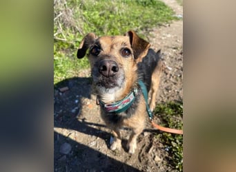 Dandi (Spanien) – leiser kleiner Terrier sucht einfühlsames Zuhause