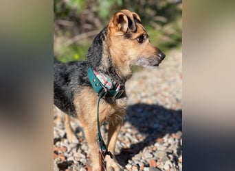 Dandi (Spanien) – leiser kleiner Terrier sucht einfühlsames Zuhause