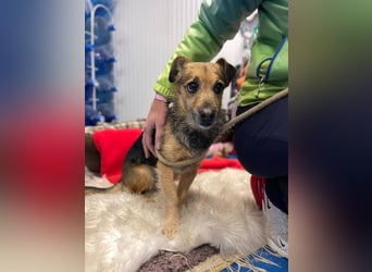 Dandi (Spanien) – leiser kleiner Terrier sucht einfühlsames Zuhause
