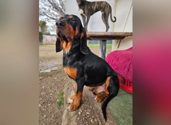 ASKANI ❤️ wundervoller Bruno de Jura, Pflegefamilien Kevelaer