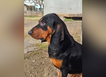 ASKANI ❤️ wundervoller Bruno de Jura, Pflegefamilien Kevelaer