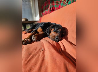 ASKANI ❤️ wundervoller Bruno de Jura, Pflegefamilien Kevelaer