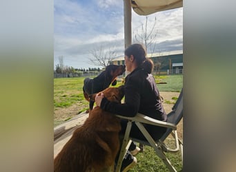 ASKANI ❤️ wundervoller Bruno de Jura, Pflegefamilien Kevelaer