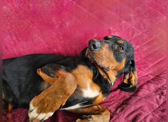 ASKANI ❤️ wundervoller Bruno de Jura, Pflegefamilien Kevelaer