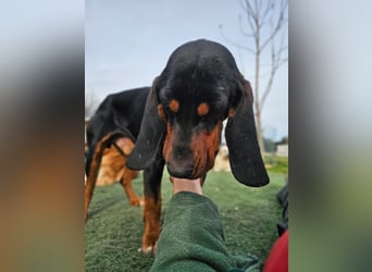 ASKANI ❤️ wundervoller Bruno de Jura, Pflegefamilien Kevelaer