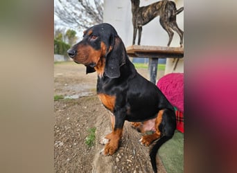 ASKANI ❤️ wundervoller Bruno de Jura, Pflegefamilien Kevelaer