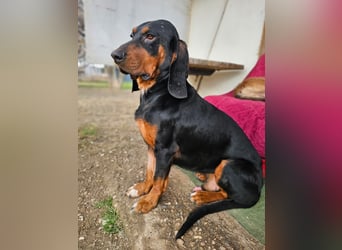 ASKANI ❤️ wundervoller Bruno de Jura, Pflegefamilien Kevelaer