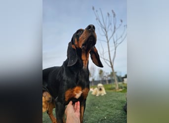ASKANI ❤️ wundervoller Bruno de Jura, Pflegefamilien Kevelaer