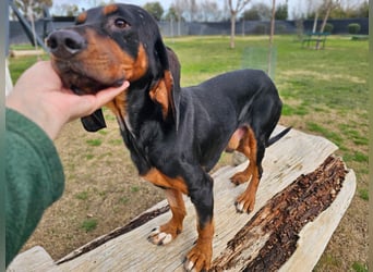 ASKANI ❤️ wundervoller Bruno de Jura, Pflegefamilien Kevelaer