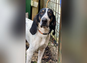 Valentin - (Dringend Zuhause oder Pflegestelle gesucht) Personaltrainer sucht Lebensstellung