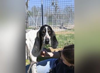 Valentin - (Dringend Zuhause oder Pflegestelle gesucht) Personaltrainer sucht Lebensstellung