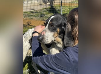 Valentin - (Dringend Zuhause oder Pflegestelle gesucht) Personaltrainer sucht Lebensstellung