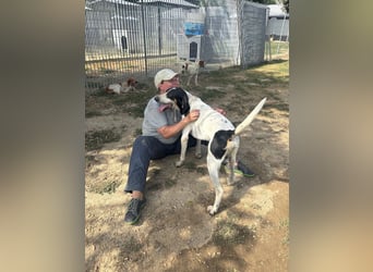 Valentin - (Dringend Zuhause gesucht) Personaltrainer sucht Lebensstellung