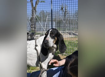 Valentin - (Dringend Zuhause oder Pflegestelle gesucht) Personaltrainer sucht Lebensstellung