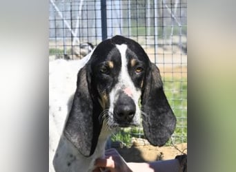 Valentin - (Dringend Zuhause oder Pflegestelle gesucht) Personaltrainer sucht Lebensstellung