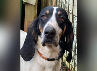 Valentin - (Dringend Zuhause oder Pflegestelle gesucht) Personaltrainer sucht Lebensstellung