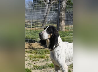 Valentin - (Dringend Zuhause oder Pflegestelle gesucht) Personaltrainer sucht Lebensstellung