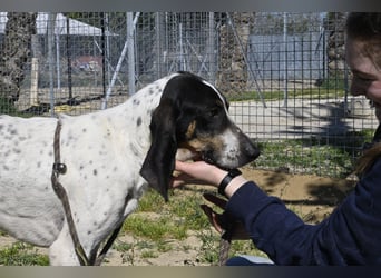 Valentin - (Dringend Zuhause oder Pflegestelle gesucht) Personaltrainer sucht Lebensstellung