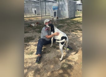 Valentin - (Dringend Zuhause gesucht) Personaltrainer sucht Lebensstellung