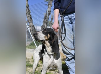 Valentin - (Dringend Zuhause oder Pflegestelle gesucht) Personaltrainer sucht Lebensstellung