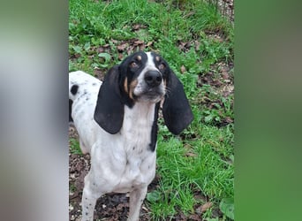 Valentin - (Dringend Zuhause oder Pflegestelle gesucht) Personaltrainer sucht Lebensstellung