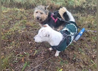 Pötyi VA aktiver kluger Terrier Mischling