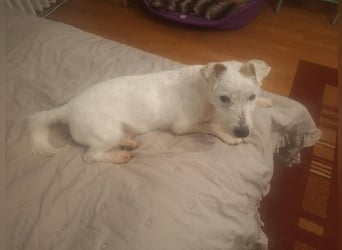 Pötyi aktiver Terrier Mix geb. 2017