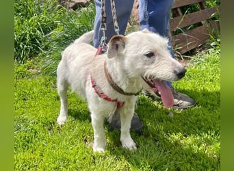 Pötyi VA aktiver kluger Terrier Mischling