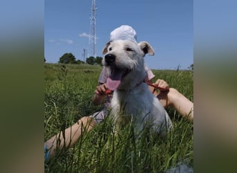 Pötyi aktiver Terrier Mix geb. 2017