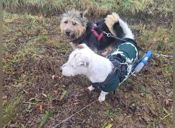 Pötyi aktiver Terrier Mix geb. 2017