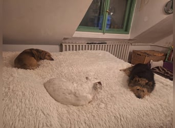 Pötyi VA aktiver kluger Terrier Mischling