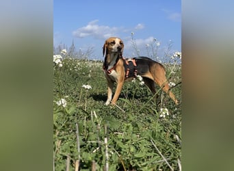 Pamela - Schüchterne Hündin sucht Mutmacher