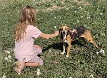 Pamela - Schüchterne Hündin sucht Mutmacher