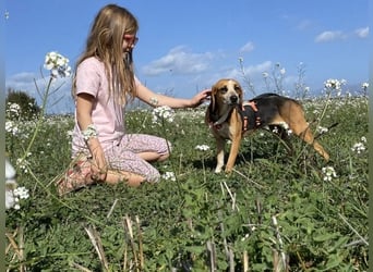 Pamela - Schüchterne Hündin sucht Mutmacher