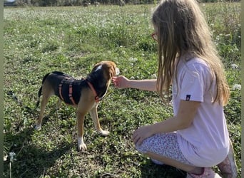 Pamela - Schüchterne Hündin sucht Mutmacher