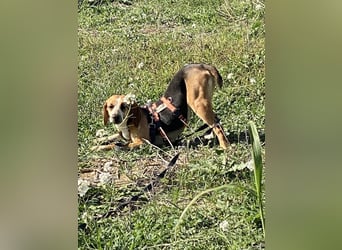 Pamela - Schüchterne Hündin sucht Mutmacher