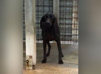 Gelsomina, Segugio Italiano, geb. ca. 2011