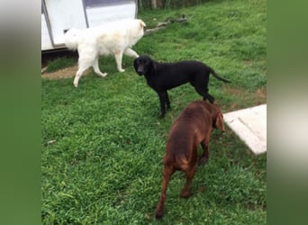 Gelsomina, Segugio Italiano, geb. ca. 2011