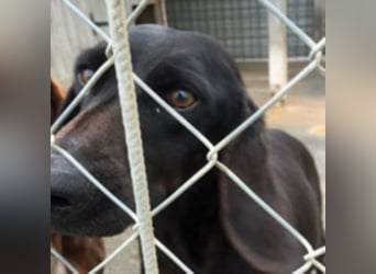 Gelsomina, Segugio Italiano, geb. ca. 2011