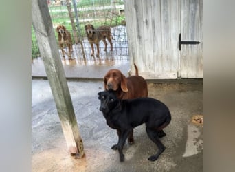 Gelsomina, Segugio Italiano, geb. ca. 2011