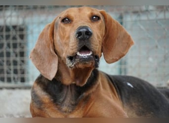 Balto - begeisterter Schnüffler sucht Fährtenleger