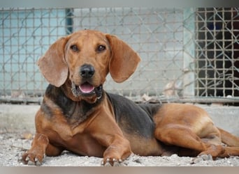 Balto - begeisterter Schnüffler sucht Fährtenleger