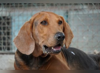 Balto - begeisterter Schnüffler sucht Fährtenleger