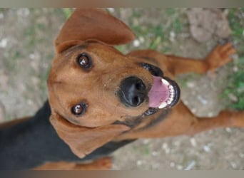 Balto - begeisterter Schnüffler sucht Fährtenleger