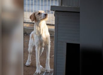 Filippino - ein kleiner Kämpfer sucht mutigen Begleiter
